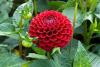 800x600-1747210583587_dahlia-pompon.jpg