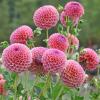 800x600-1747210845576_dahlia-pompon2.jpg