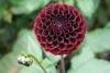 800x600-1747210990486_dahlia-pompon3.jpg