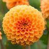 800x600-1747211544916_dahlia-pompon4.jpg