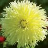 800x600-1747211963232_dahlia-fimbriata.jpg