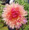 800x600-1747212094268_dahlia-fimbriata2.jpg