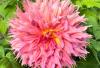 800x600-1747212320282_dahlia-fimbriata3.jpg
