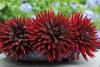 800x600-1747213398669_dahlia.jpg