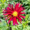 800x600-1747213527584_dahlia2.jpg