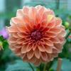 800x600-1747213710737_dahlia3.jpg