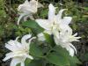 800x600-1747214229404_double-lilies.jpg