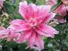 800x600-1747214614822_double-lilies2.jpg