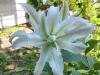 800x600-1747214928211_double-lilies3.jpg
