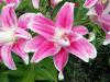 800x600-1747215111185_double-lilies4.jpg