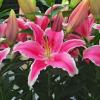 800x600-1747215949827_oriental-lilies.jpg