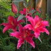 800x600-1747217288554_oriental-lilies2.jpg