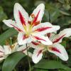 800x600-1747217536317_oriental-lilies3.jpg