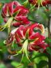 800x600-1747220919887_ot-lilies.jpg