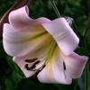 800x600-1747221134448_ot-lilies2.jpg