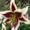 800x600-1747221327134_ot-lilies3.jpg