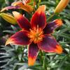 800x600-1747222090197_asiatic-lilies.jpg
