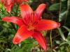 800x600-1747222226138_asiatic-lilies2.jpg