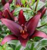 800x600-1747222342928_asiatic-lilies3.jpg