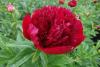 800x600-1747383468868_paeonia.jpg