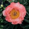 800x600-1747383663615_0002962_coral-charm-peony_510.jpeg