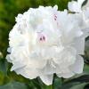 800x600-1747384012192_paeonia2.jpg