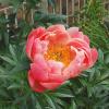 800x600-1747384338110_paeonia3.jpg