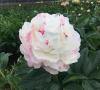 800x600-1747385156334_paeonia4.jpg