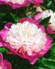 800x600-1747385326490_paeonia5.jpg
