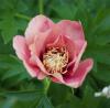 800x600-1747386295690_paeonia6.jpg