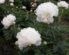 800x600-1747386606607_paeonia7.jpg