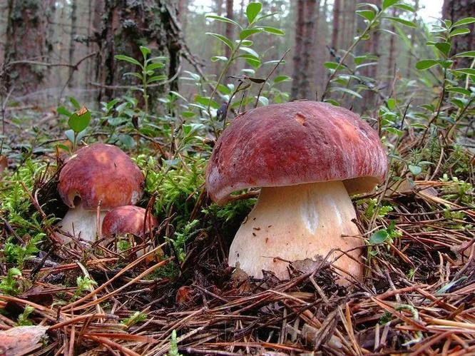 Мицелий лесных грибов