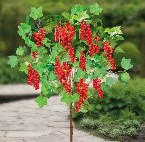 ягоды на штамбе