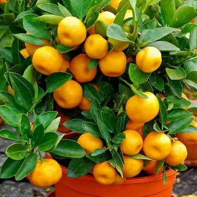 саженцы мандарина