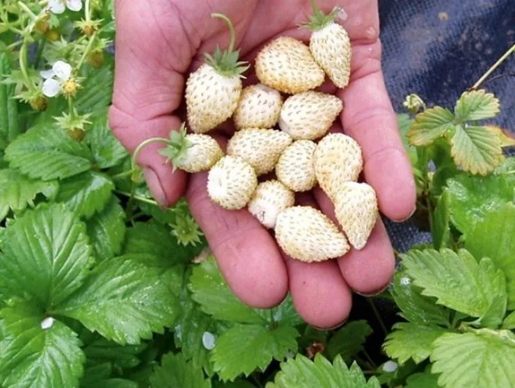 купить белую землянику