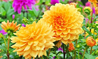  жоржини - купити цибулини в магазині FLORIUM