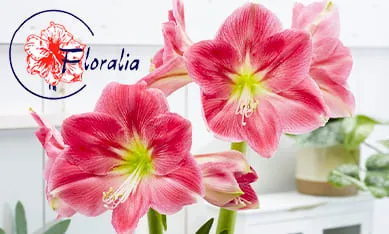 Амариллисы от Floralia