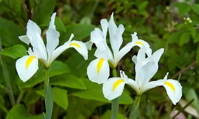 Цибулин голландських ірисів зображення