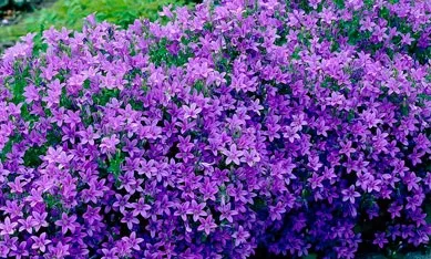 Саджанці кампанули