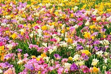 Цибулини фрезії