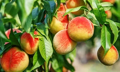 купить плодовые деревья