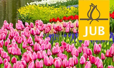Луковицы от компании Jub Holland