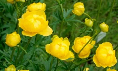 Саджанці купальниць європейських