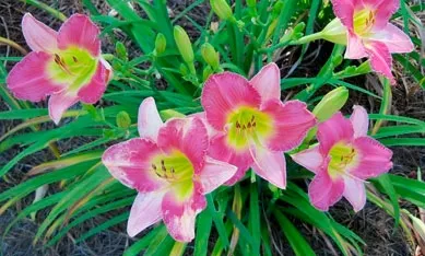 Саджанці високорослих