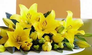 Цибулини лілій зображення