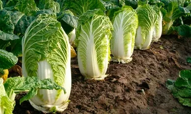 Розсада капусти