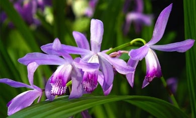 Саджанці садових орхідей зображення