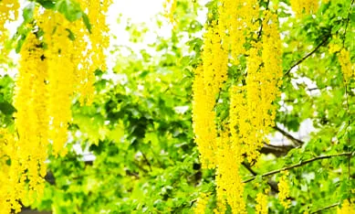 Семена декоративных кустов и деревьев