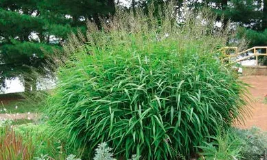 Саженцы сподиопогонов