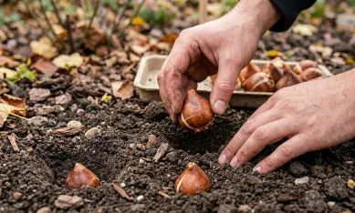 Купити насіння тюльпанів